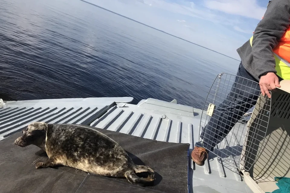 В Финский залив выпустили четверых выздоровевших тюленят. Фото: "Водоканал"