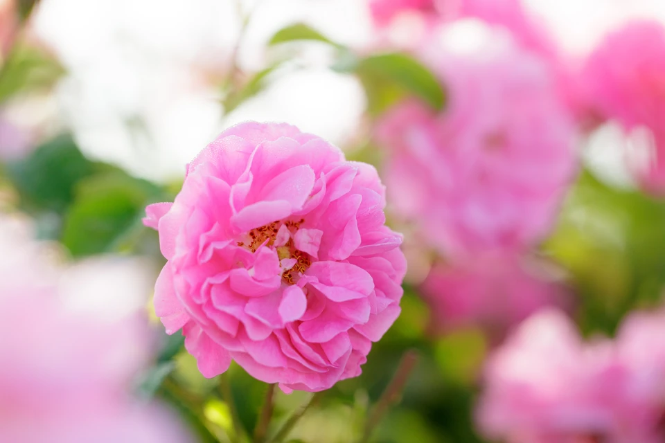 Плантации эфиромасличной розы цветут всего три недели в году и достойны внимания туристов.