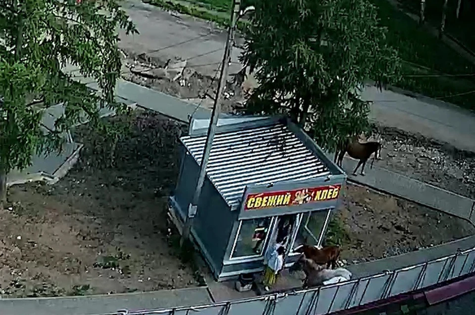 Лошадки атаковали хлебный ларёк Фото: vk.com/"Подслушано Нелидово"/Алексей Николаев