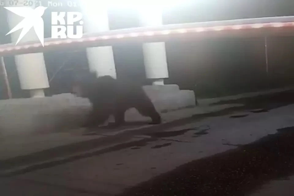 Сбежавшего три дня назад в Мытищах медведя заметили в Пушкинском районе
