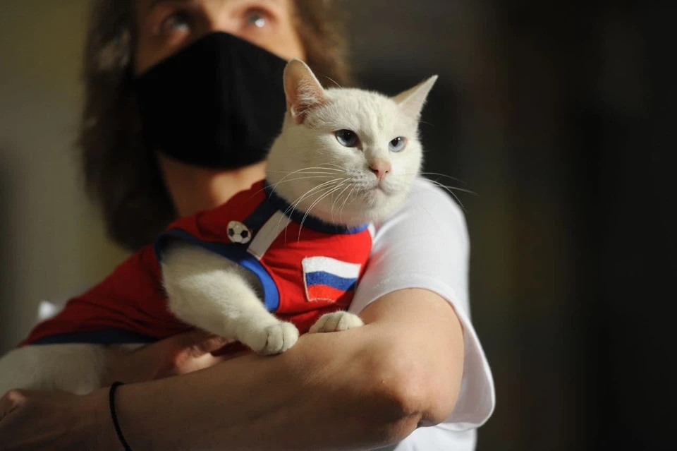 Эрмитажный кот Ахилл предрек России победу в матче с Финляндией.
