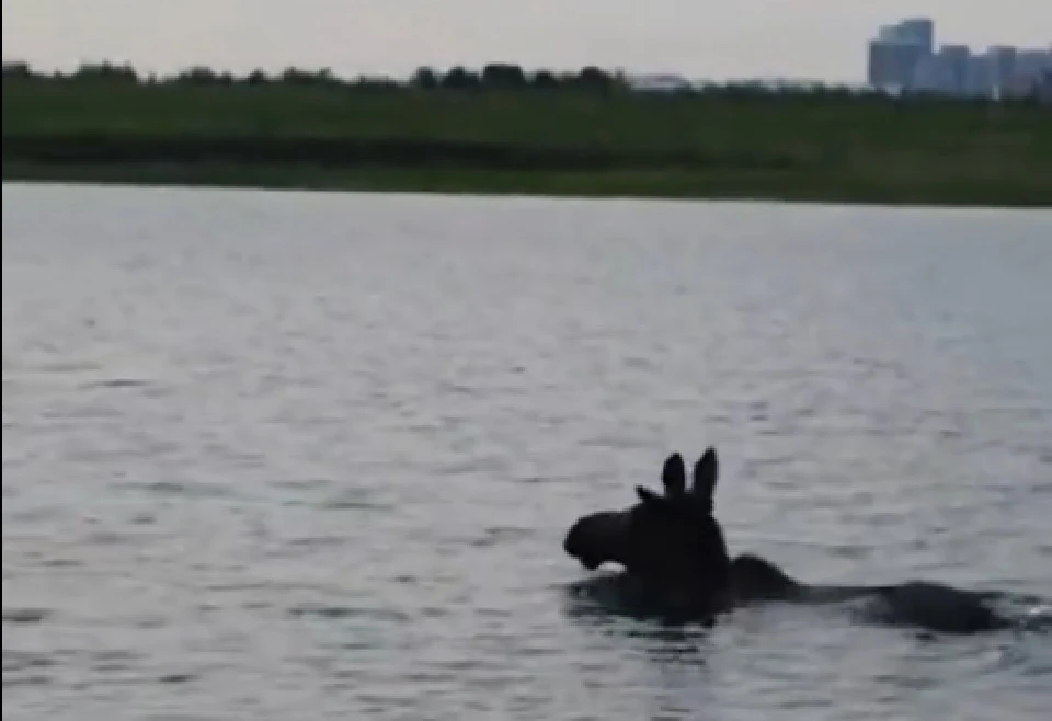 Лось несколько часов плавал по Иркутскому водохранилищу