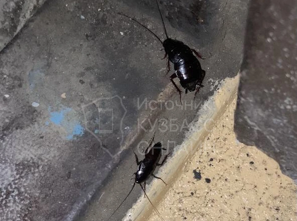 В Кемерове огромные черные тараканы захватили многоэтажку. Фото: «Кузбасс Онлайн».