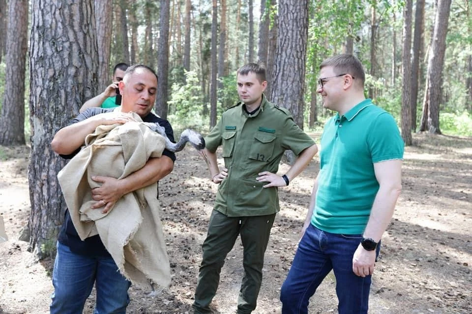 Лебедя вернули домой после лечения в конце мая. Фото: Олег Каргаполов/Виталий Безруков. Об экологии официально/t.me