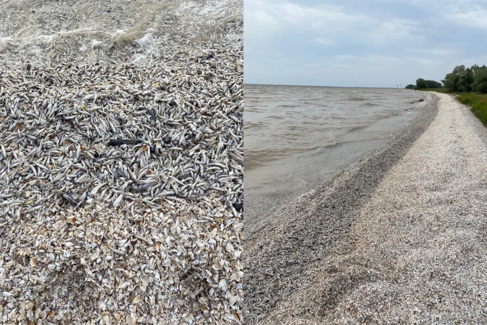 Тысячи мелких рыбешек вынесло на берег Цимлянского водохранилища. Фото: соцсети