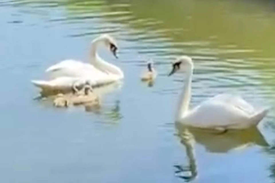 Петербургские лебеди Афина и Персей стали родителями