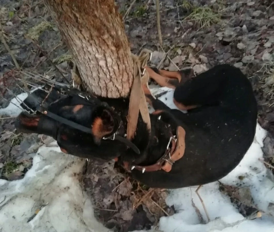 Фото: приют "Друг"