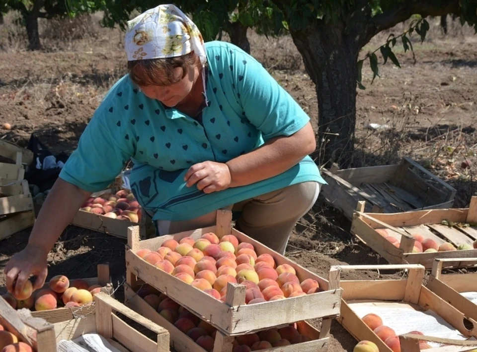 Проблему снабжения региона плодово-ягодной продукцией решит будущий оптово-распределительный центр.