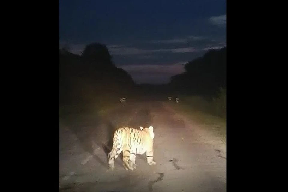 Тигр неспешно покинул трассу.