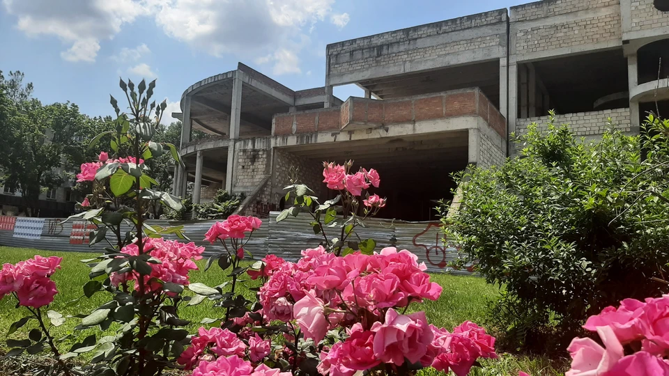 Розы на фоне заброшенного здания