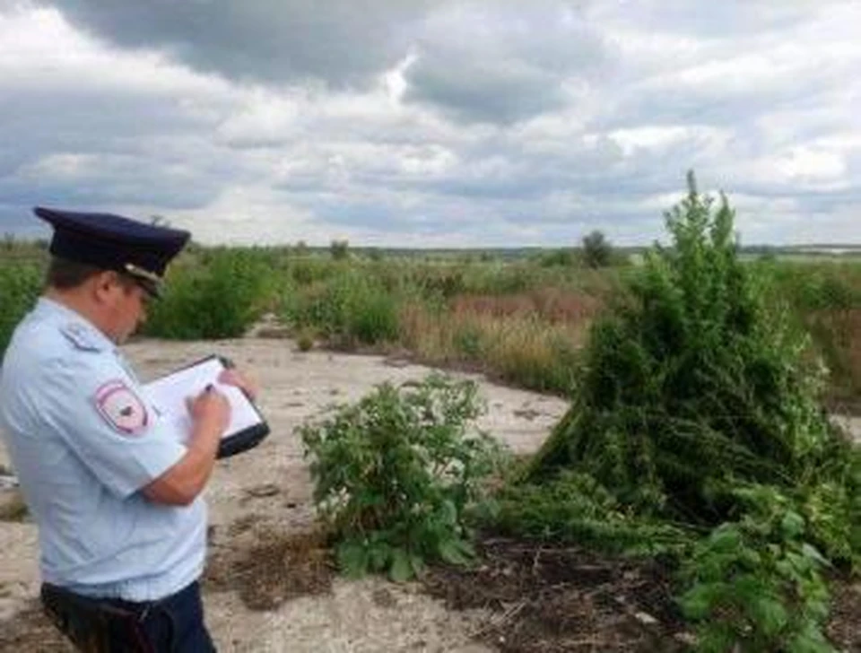 Заросли наркосодержащего растения правоохранители обнаружили во время профилактического рейда. Фото: ГУ МВД по Самарской области