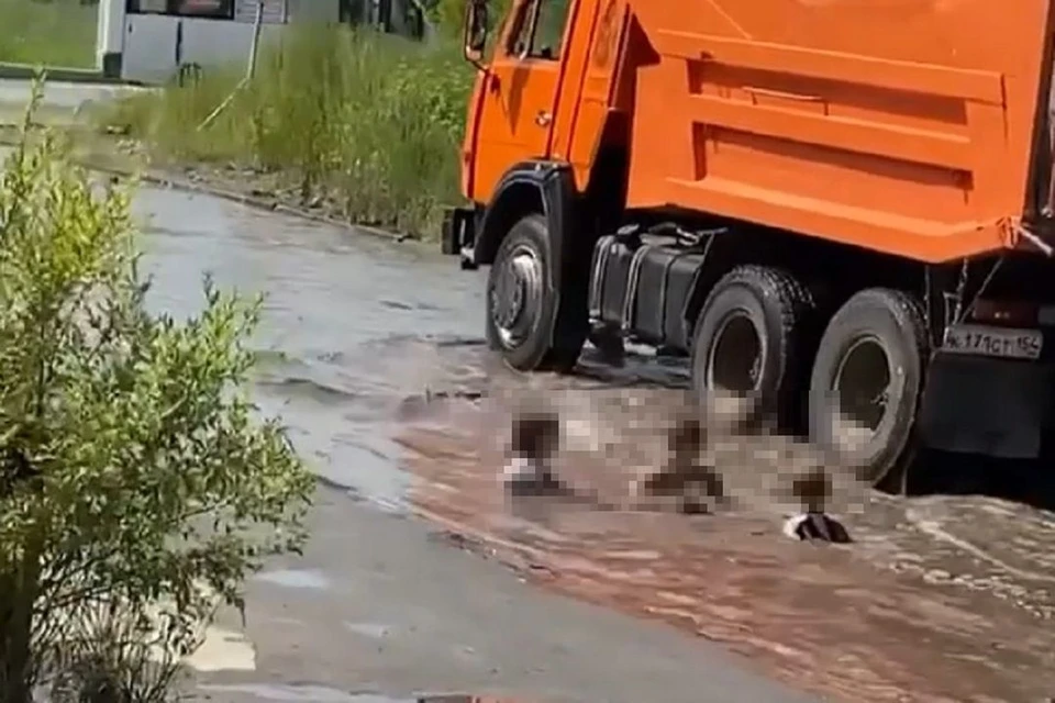 По мнению врача, купание в луже - опасное развлечение. Фото: стоп-кадр