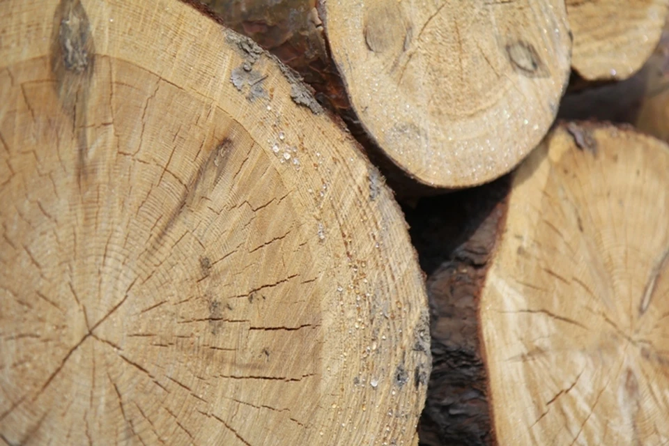 Незаконную рубку деревьев на 1,6 миллиона рублей обнаружили прокуроры в Иркутской области