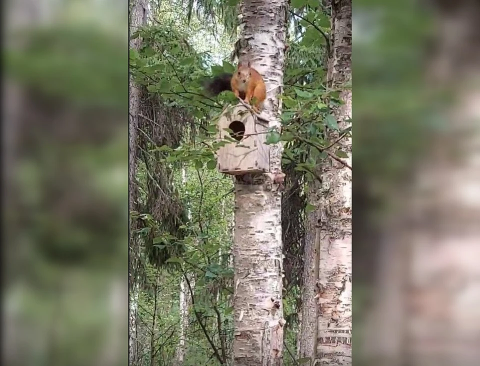 Фото: скриншот видео