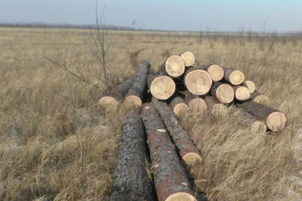 В хабаровском крае под суд отправится «черный лесоруб». Фото: Комитет лесного хозяйства правительства Хабаровского края