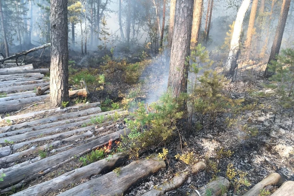 В Сосновом Бору тлеет и горит две тысячи квадратных метров торфяной подложки леса. Фото: vk.com/meriasosnovybor