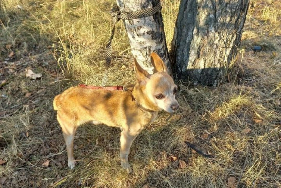 Собаку оставили умирать на жаре. ФОТО: группа "Подслушано в Ярославле" ВКонтакте