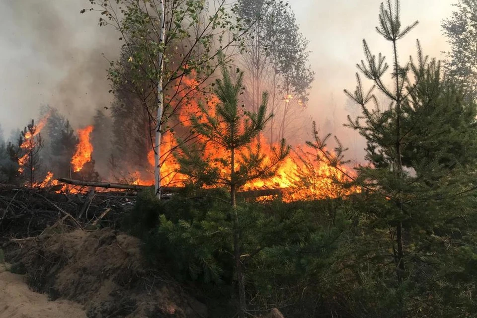 Лесной пожар 15 июля 2021 года в Рязанской области (Солотчинское лесничество). Фото: minprirody.ryazangov.ru