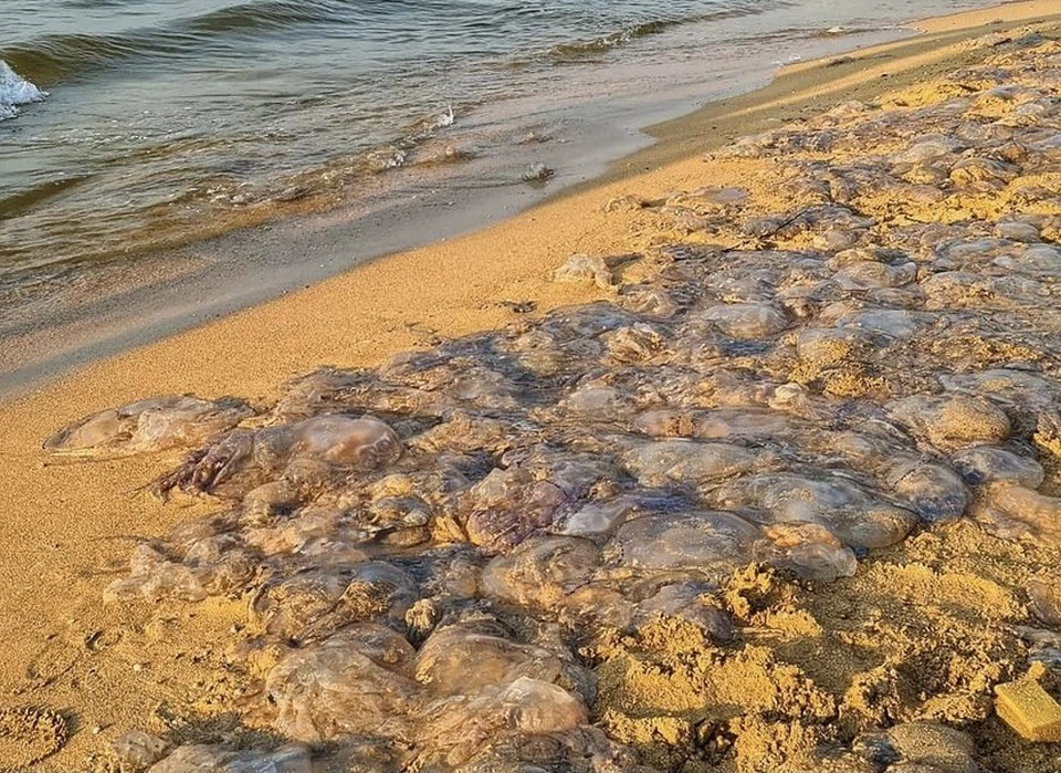 Растительный ковер на азовском море. Нашествие медуз в Голубицкой 2021. Медузы в Азовском море 2021. Голубицкая медузы. Медузы в Азовском море 2022 Голубицкая.