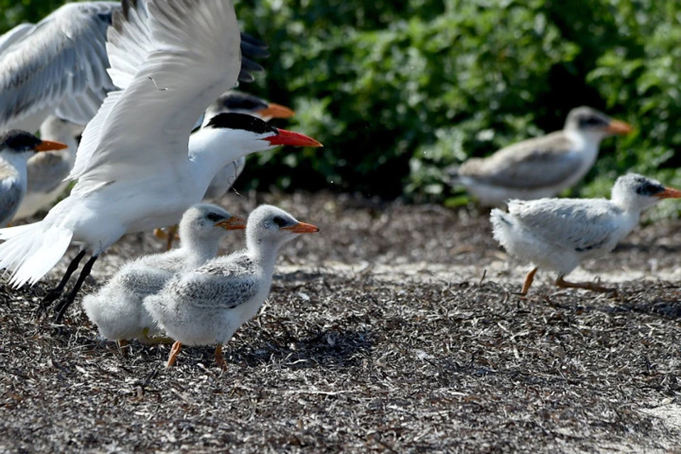 5 тысяч птиц выводят потомство на Лебяжьих островах