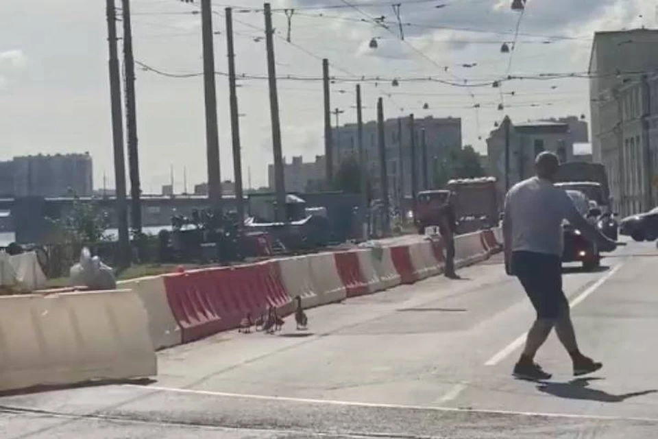 Мужчина перекрыл дорогу в Петербурге, чтобы пропустить семью уток