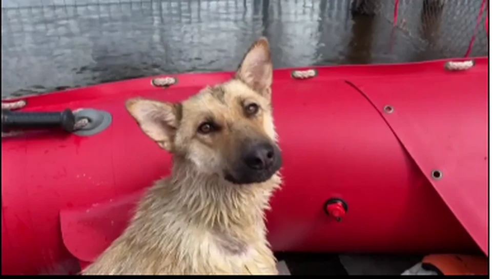 Вода доходила спасателям до пояса Фото: скриншот с видео МЧС по амурской области