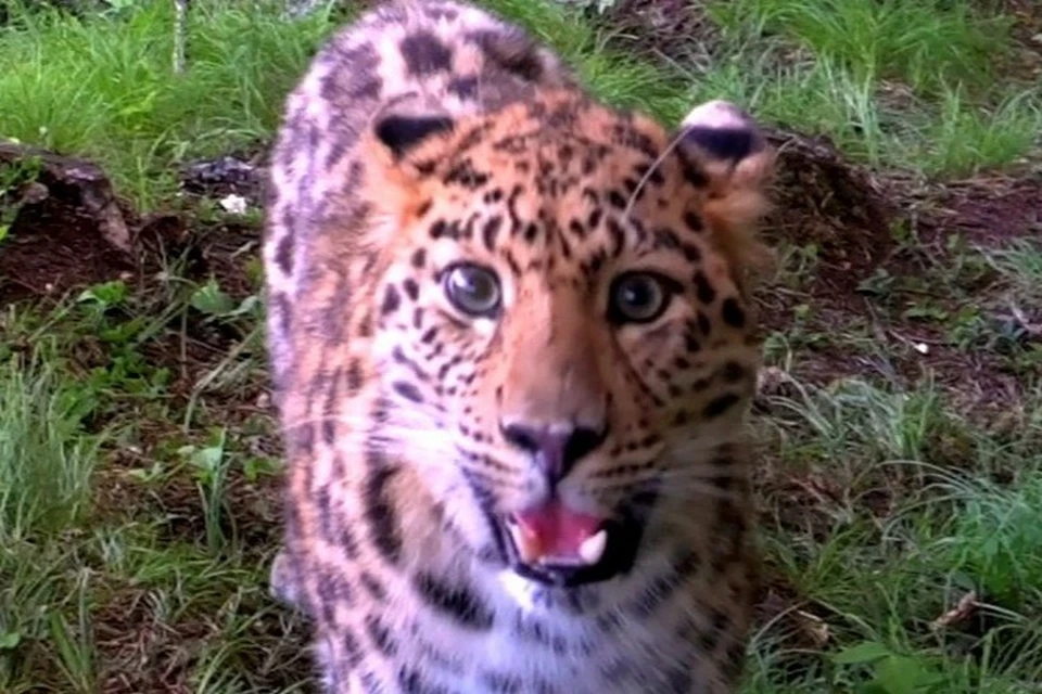Леопард с удивлением разглядывает фотоловушку в нацпарке.