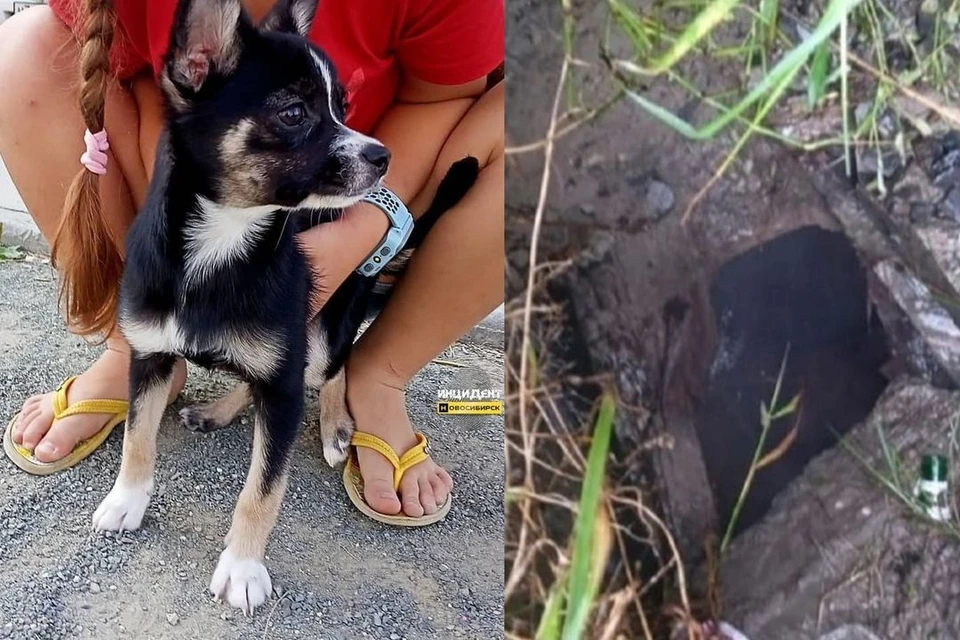 Собака погибла, упав в яму с горячей водой. Фото: Инцидент Новосибирск