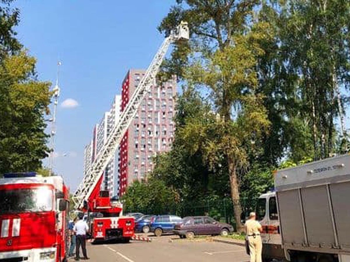 Сидит на дереве с арбалетом»: Москвичка забралась на 20-метровый тополь в  знак протеста - KP.RU