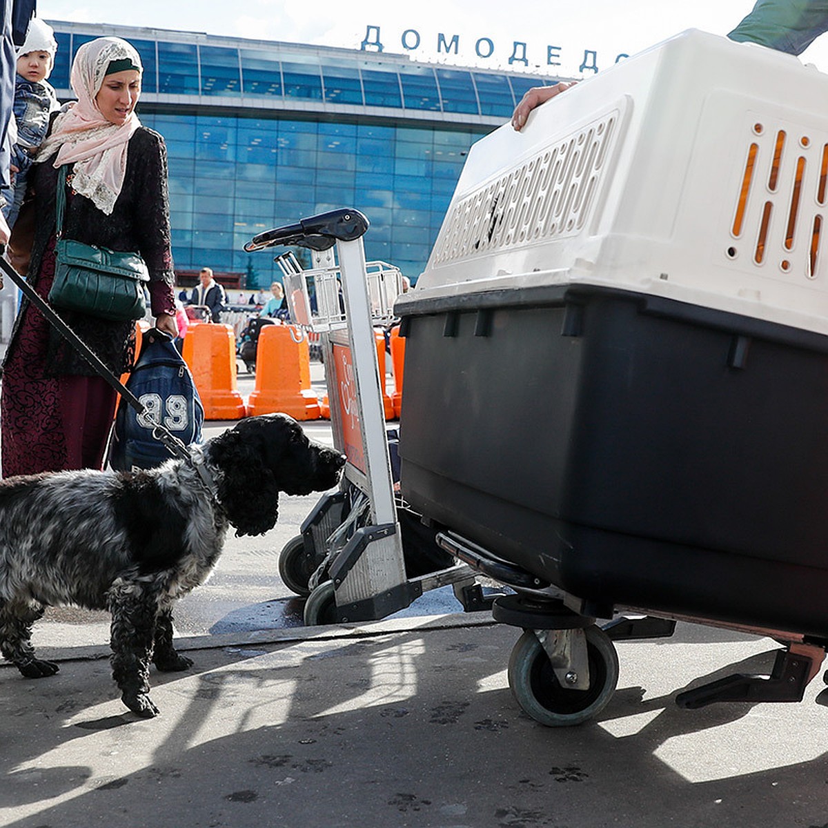 Почему в московских аэропортах часовые очереди на ветконтроль - KP.RU