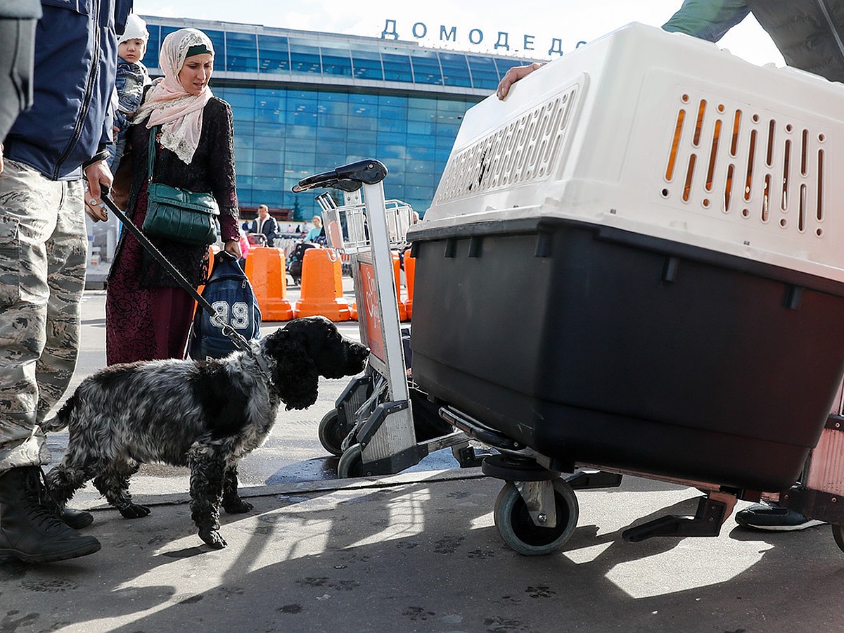 Почему в московских аэропортах часовые очереди на ветконтроль - KP.RU