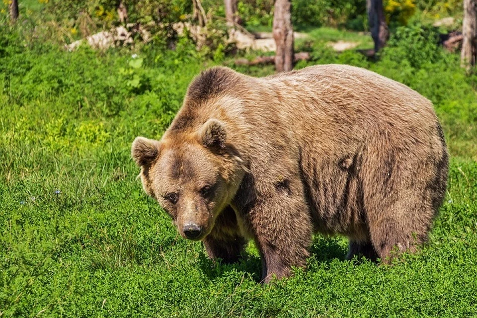 Под Могилевом медведь пришел покушать на поле к дачникам. Фото: pixabay.com