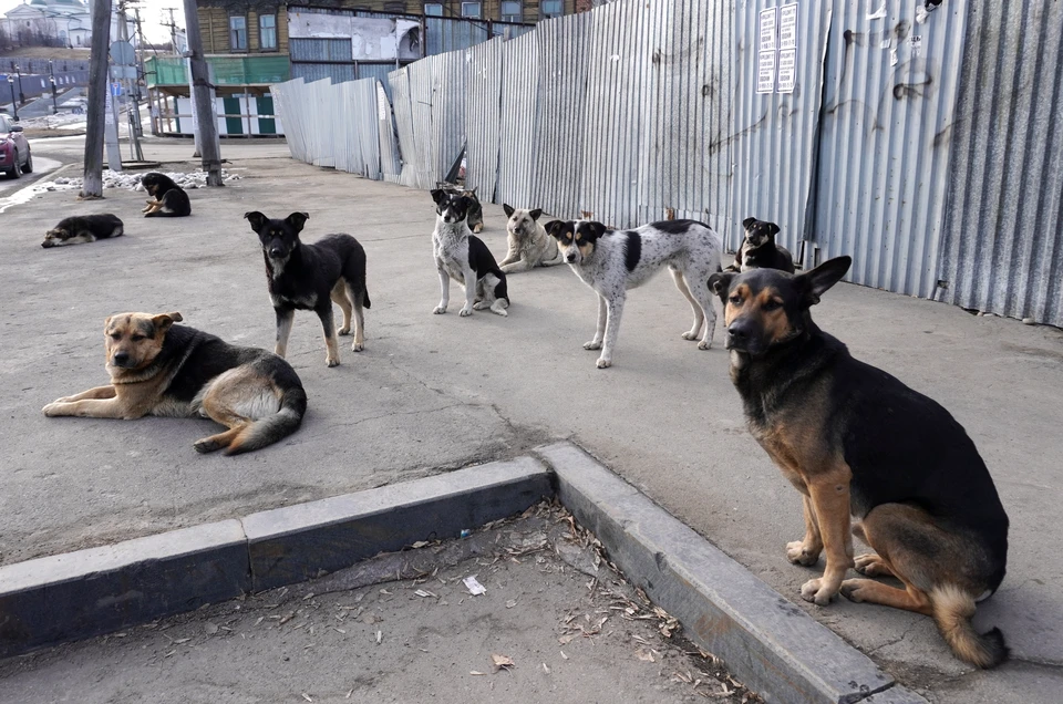 Стая собак поселилась в городе Обь.