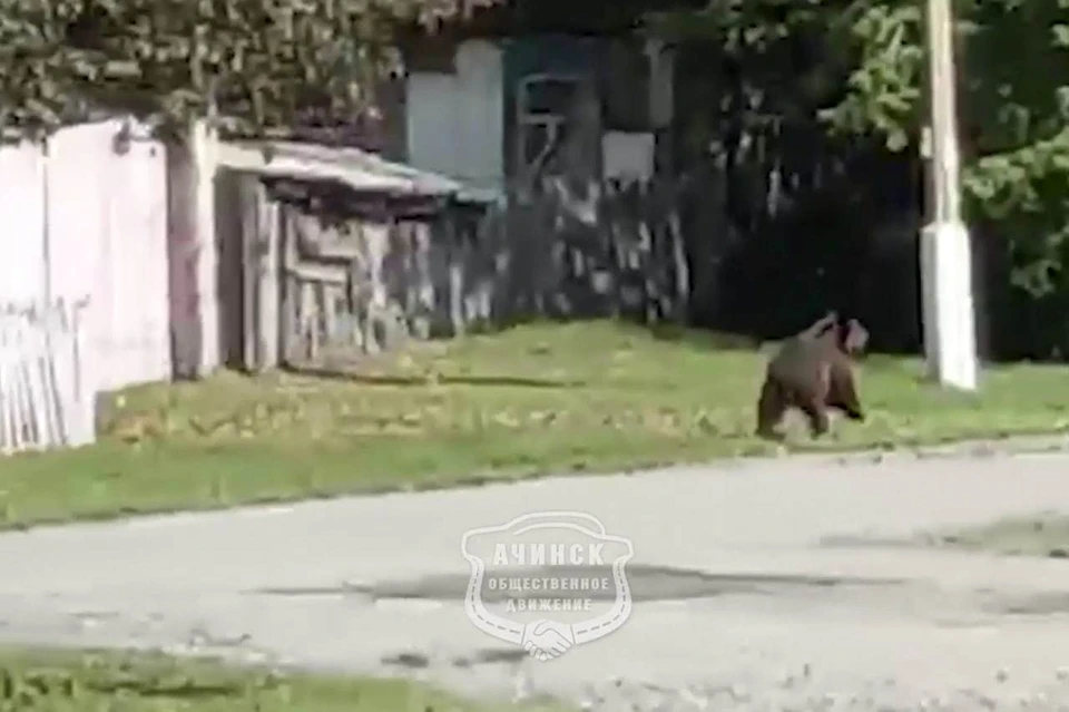 Медведь вышел к людям в селе под Ачинском. Фото: Ачинск, общественное движение