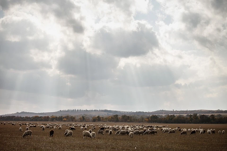 Овцы просто перешли на другое поле и мирно жевали траву