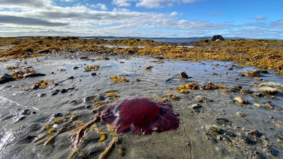 На Монастырский наволок выкинул гигантских красных медуз. Фото: vk.com/kandvkurse