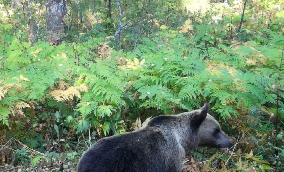 Медведь разыскивал лакомства в лесу. Фото: нацпарк "Таганай"
