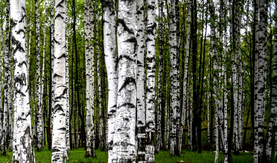 Сколько всего деревьев незаконно спиливают каждый год "черные лесорубы" в Томской области - никто точно не знает...