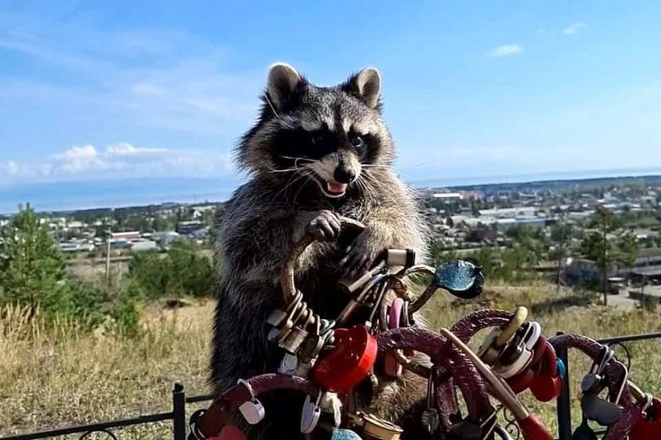 Енот Витя. Фото: страница в соцсети raccoon.vitya