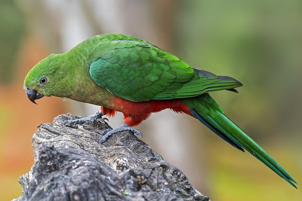 У австралийских попугаев за последние полтора столетия размер клюва увеличился на 4-10%