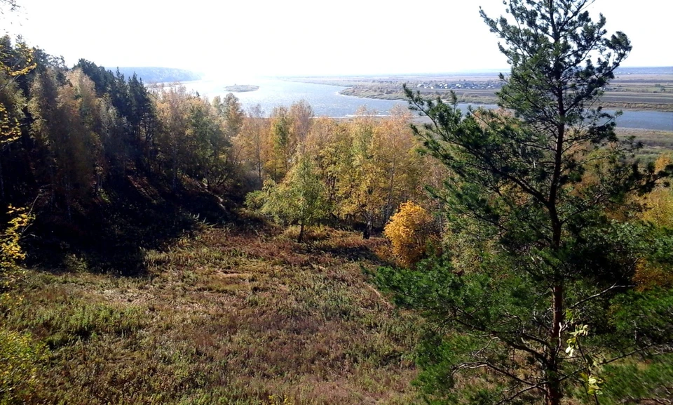 В городских лесах нельзя рубить деревья и строить дома. Фото: И.Н. Тюрин