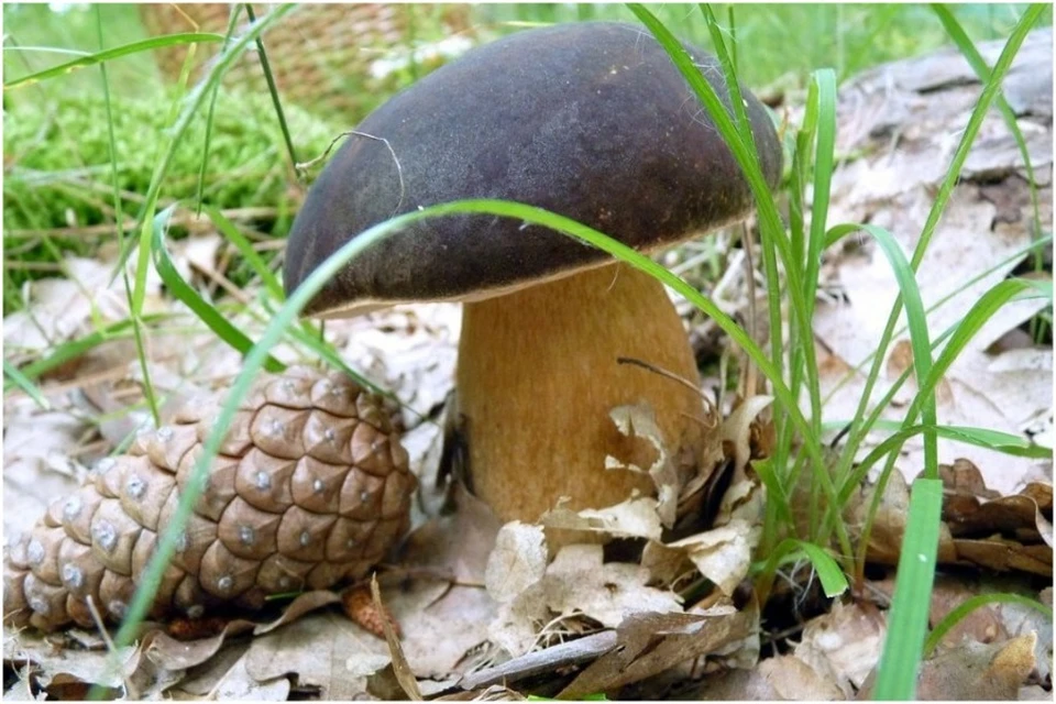 На полуострове грибной сезон длится чуть ли не круглый год. Фото: Олег Никитенко/Грибы и грибники/VK
