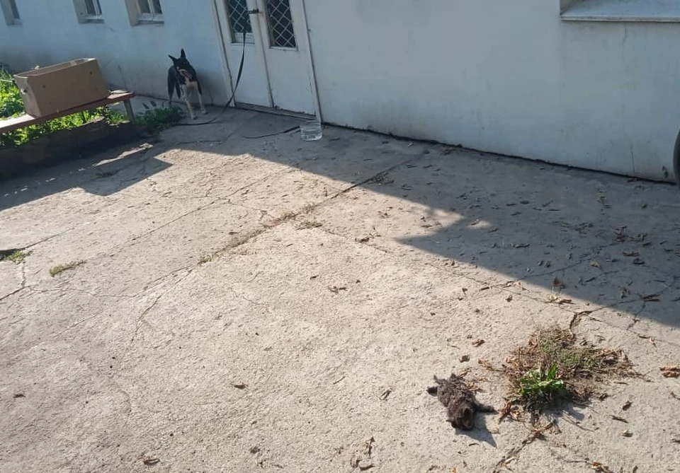 Оставленных на пороге тульского приюта для животных котят в коробке растерзали бездомные собаки