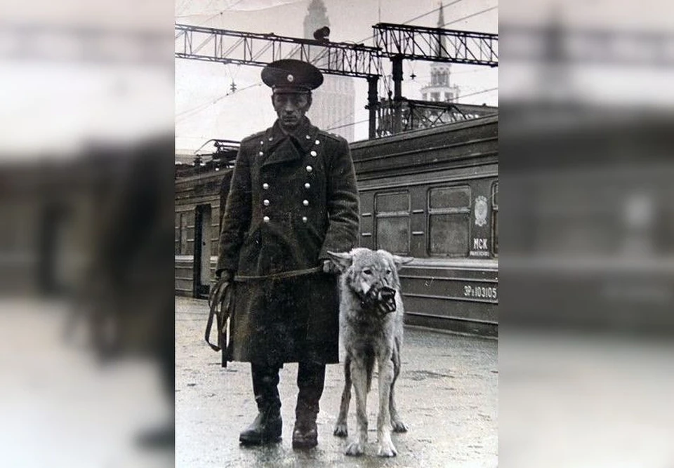 К службе волчица готовилась в Москве. Фото: из личного архива Алексея Лобова