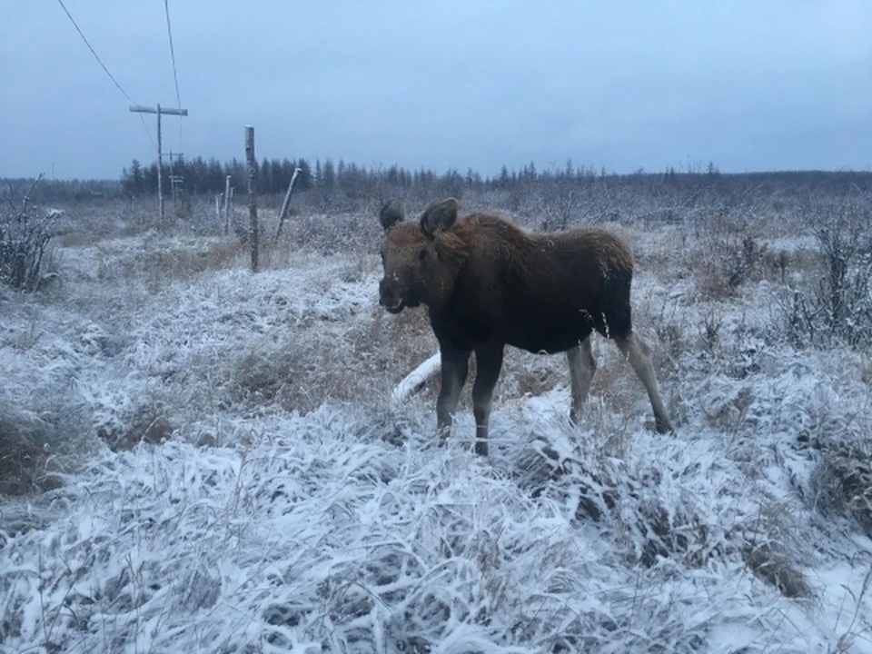 Молодой лось выбежал на дорогу.