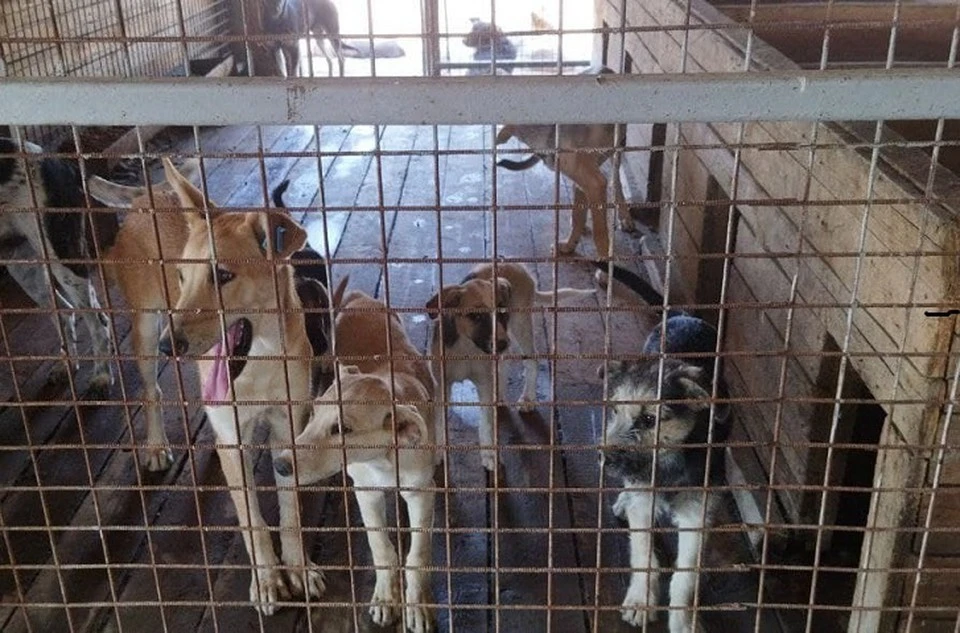 Волгоградский горпитомник закрыли на карантин из-за чумы у собак