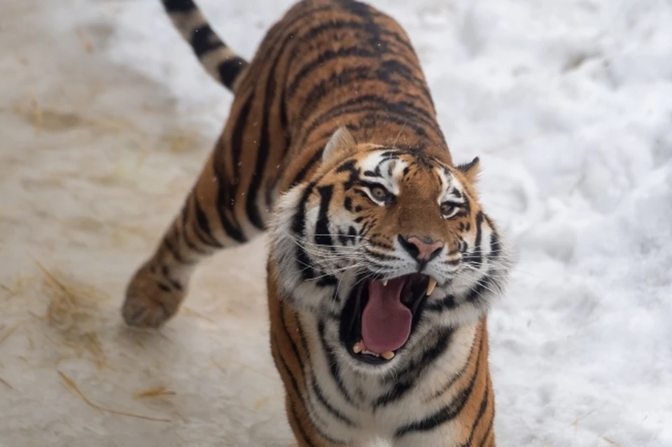 В Лазовском районе тигрица напала на грибников, но они чудом выжили