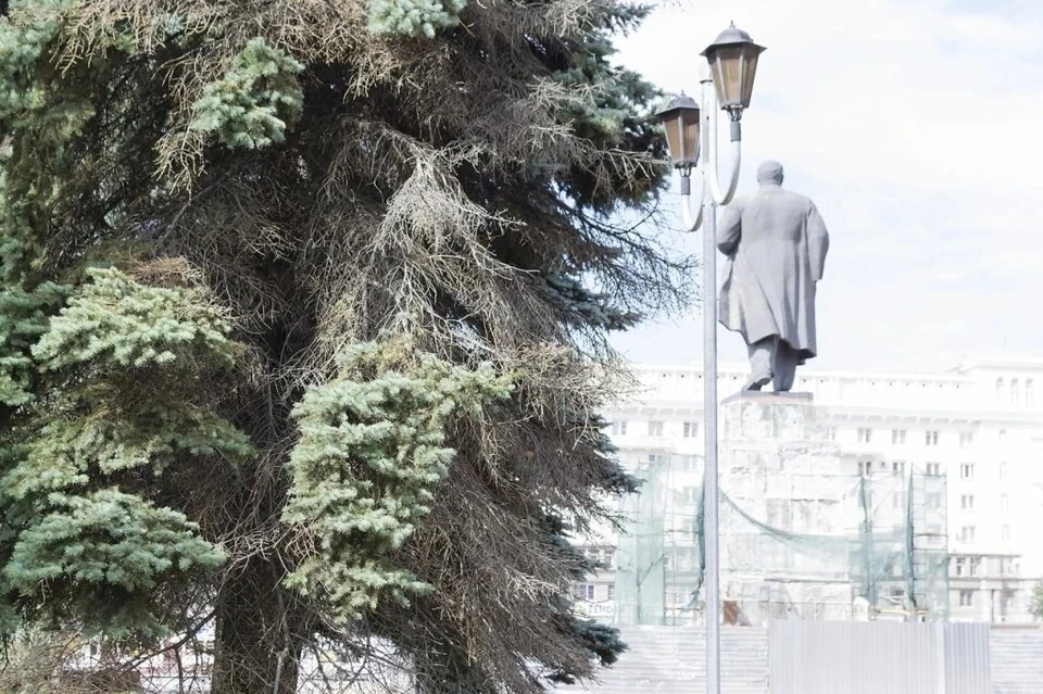 Погибающие деревья пообещали заменить на крупномерные голубые ели. Фото: "Гражданский патруль"