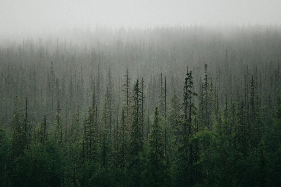 Фото: pexels