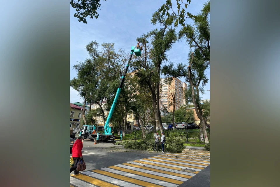 Ветки падают прямо на пешеходный переход